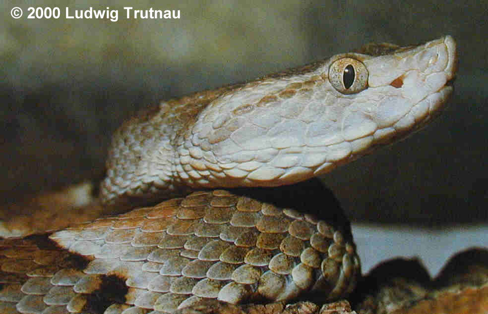 Bothrops brazili Bild01
